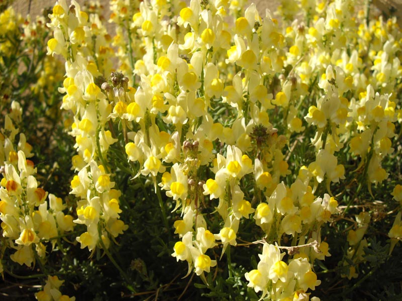 Linaria supina photo